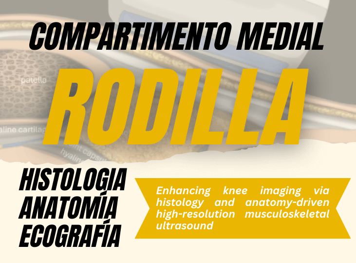 compartimento-medial-de-la-rodilla-anatomia-y-ecografia